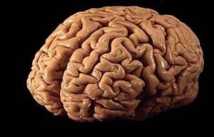 Раскраска мозг человека #35 #401594