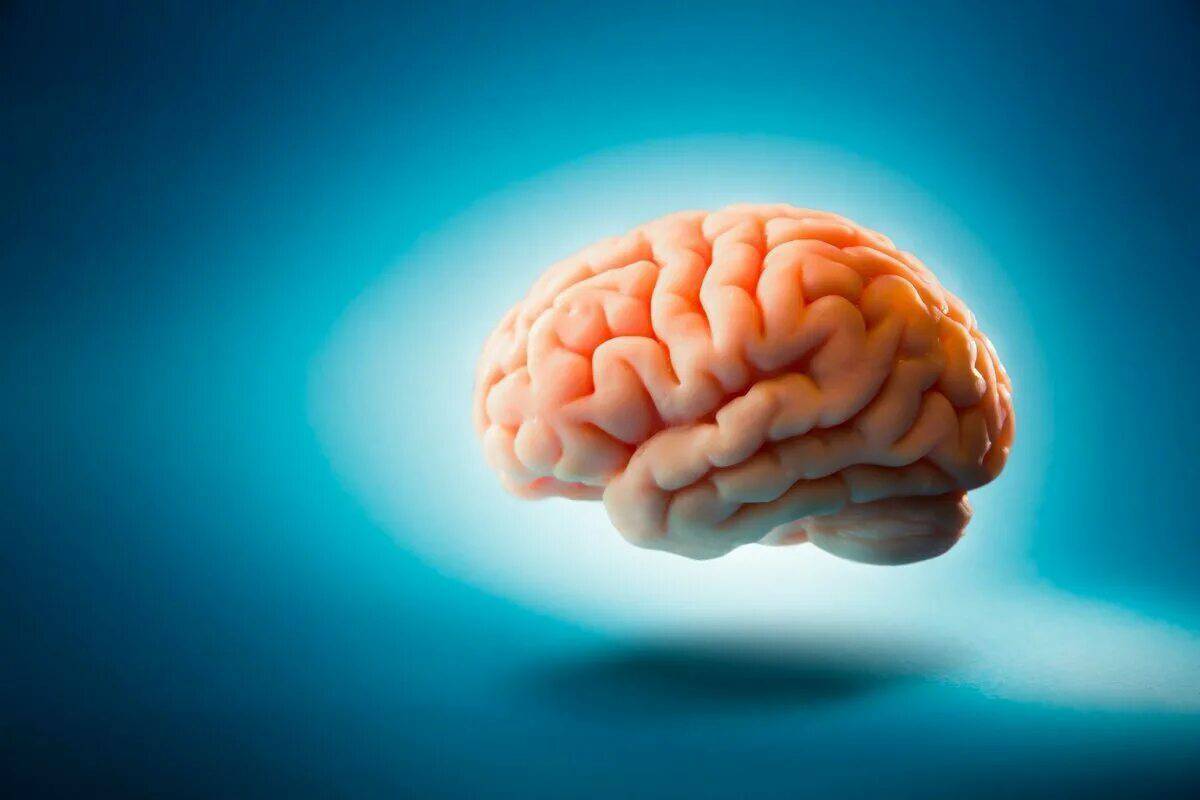 Мозг человека #9