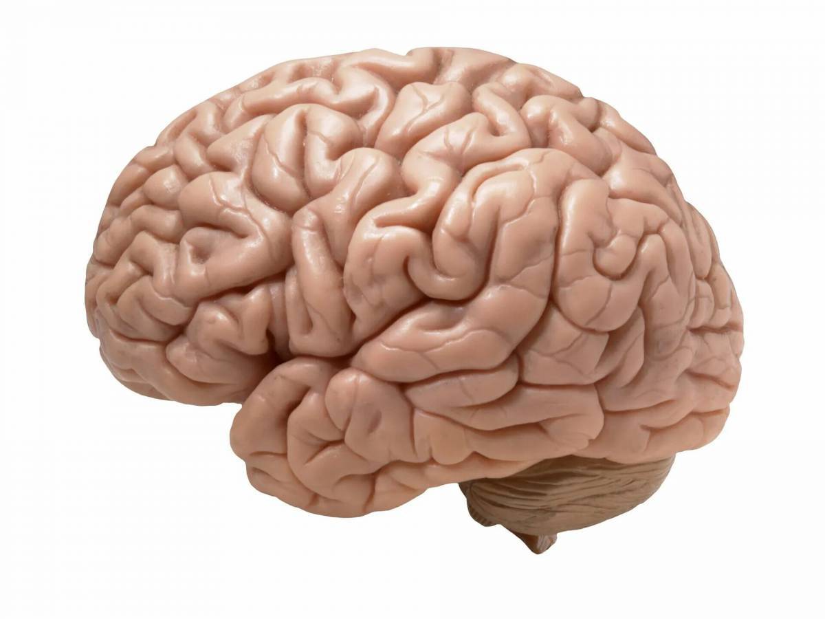 Мозг человека #13