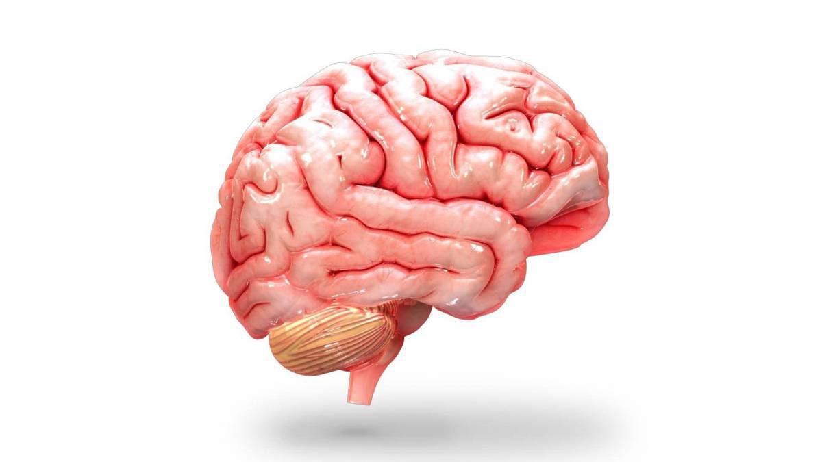Мозг человека #20