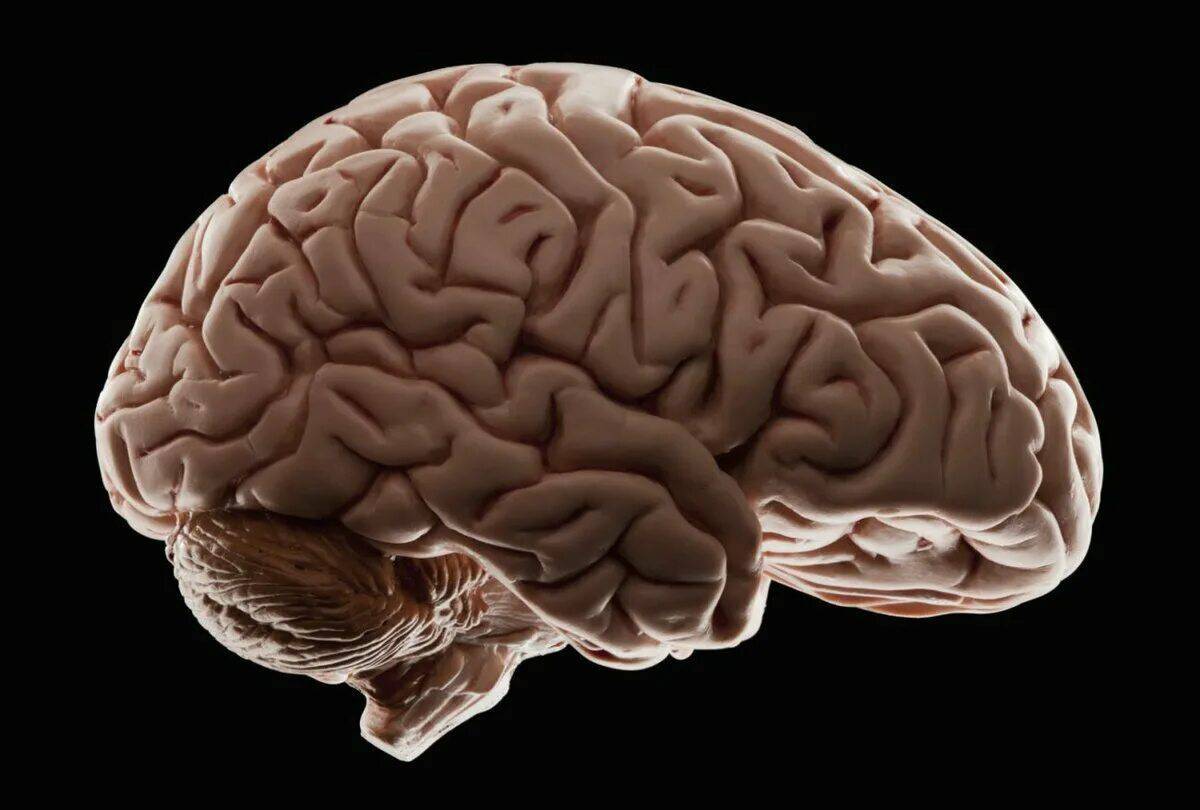 Мозг человека #25