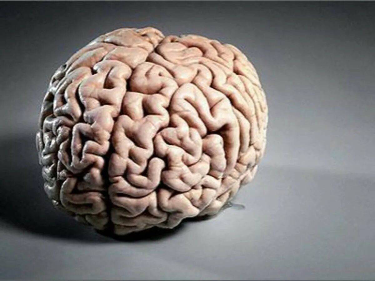 Мозг человека #28