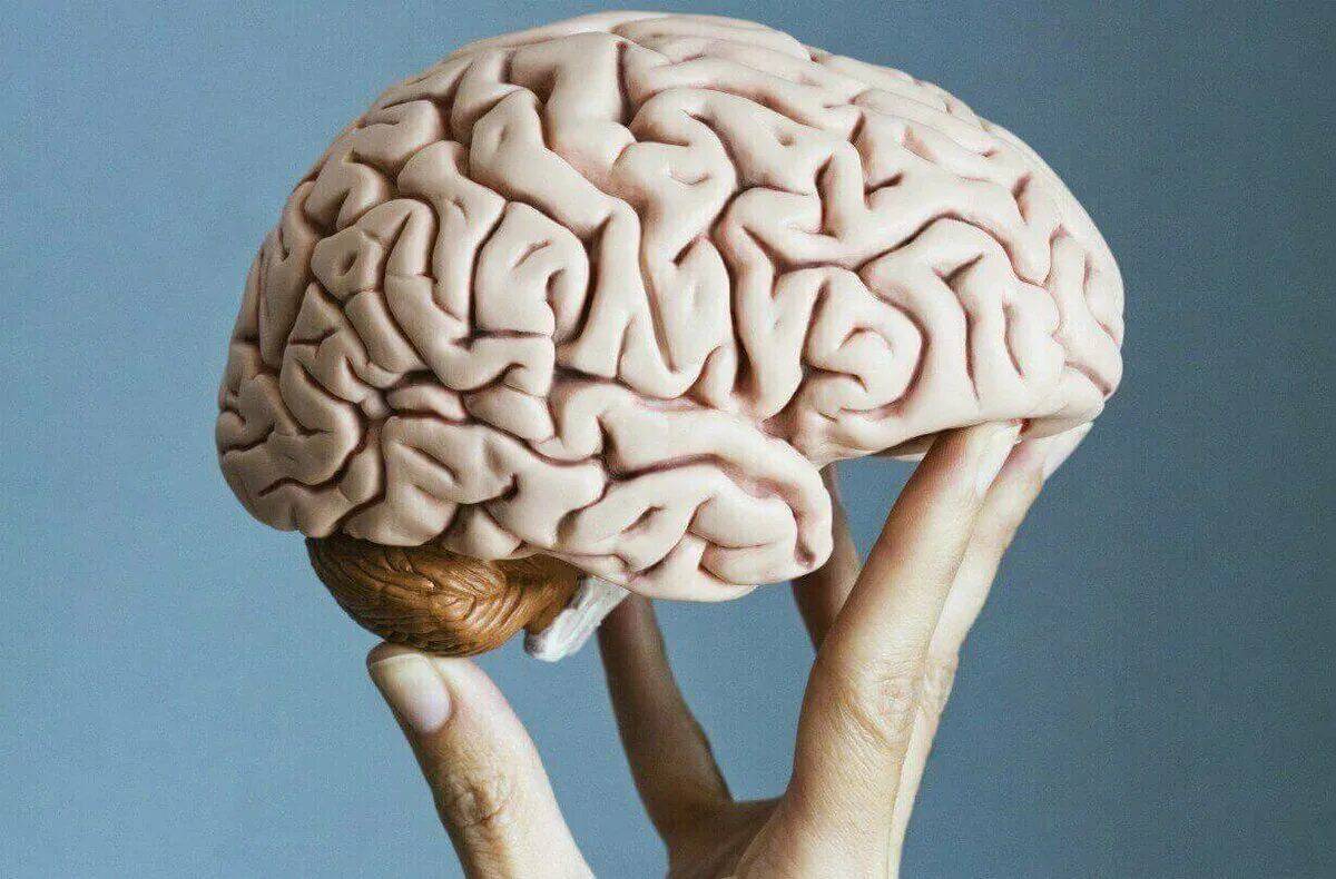 Мозг человека #29