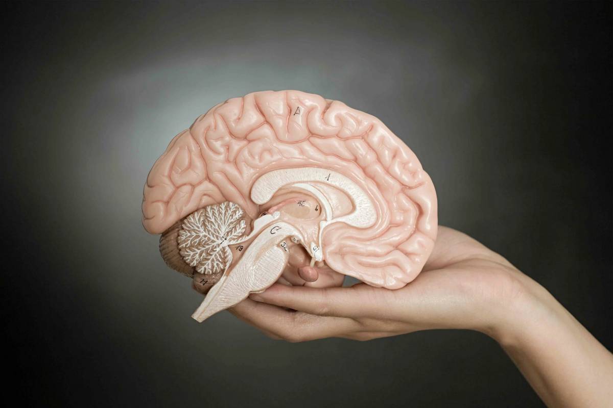 Мозг человека #32