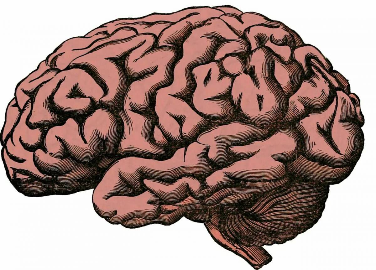 Мозг человека #38