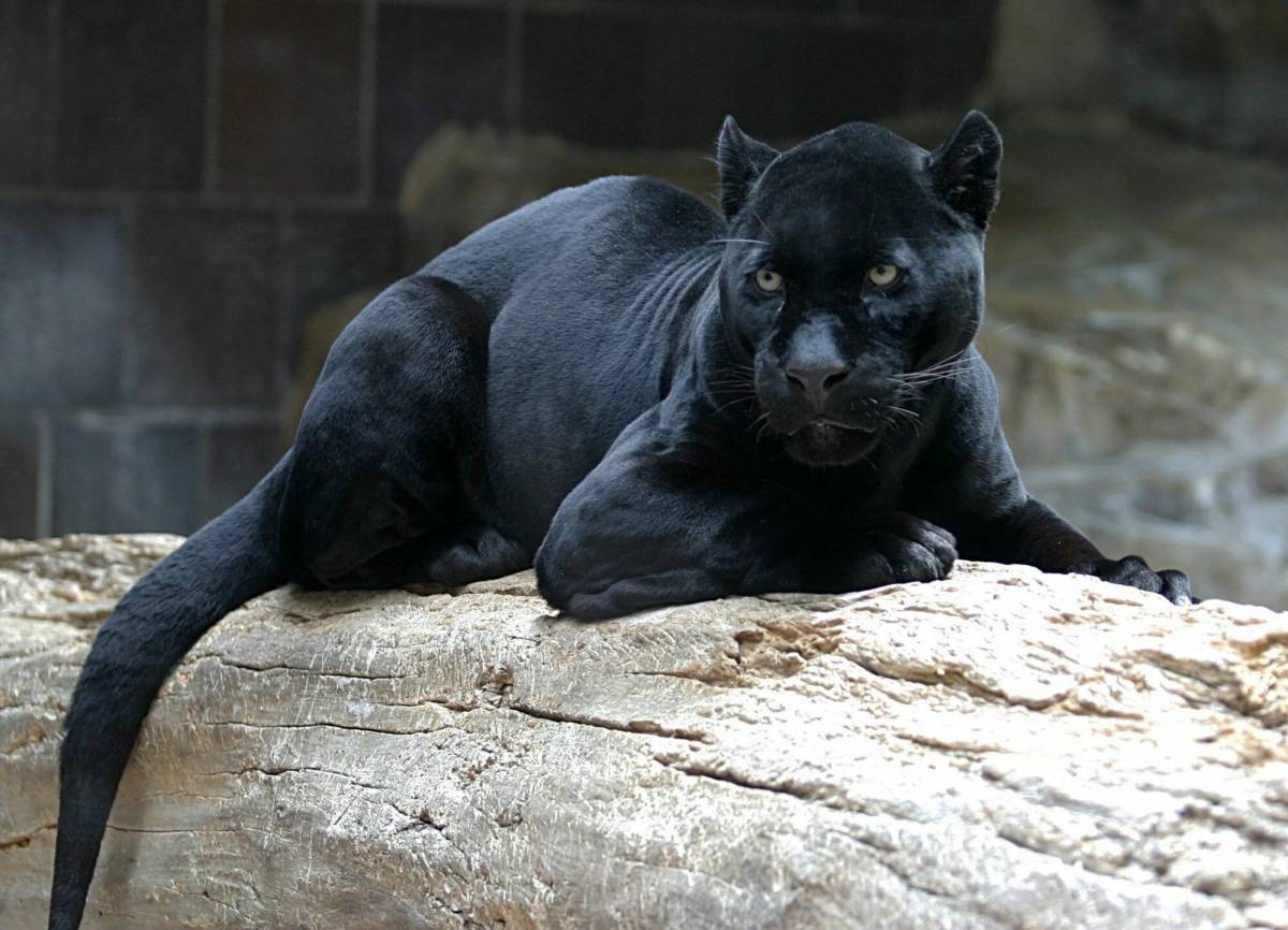 Пантера черная животное #6