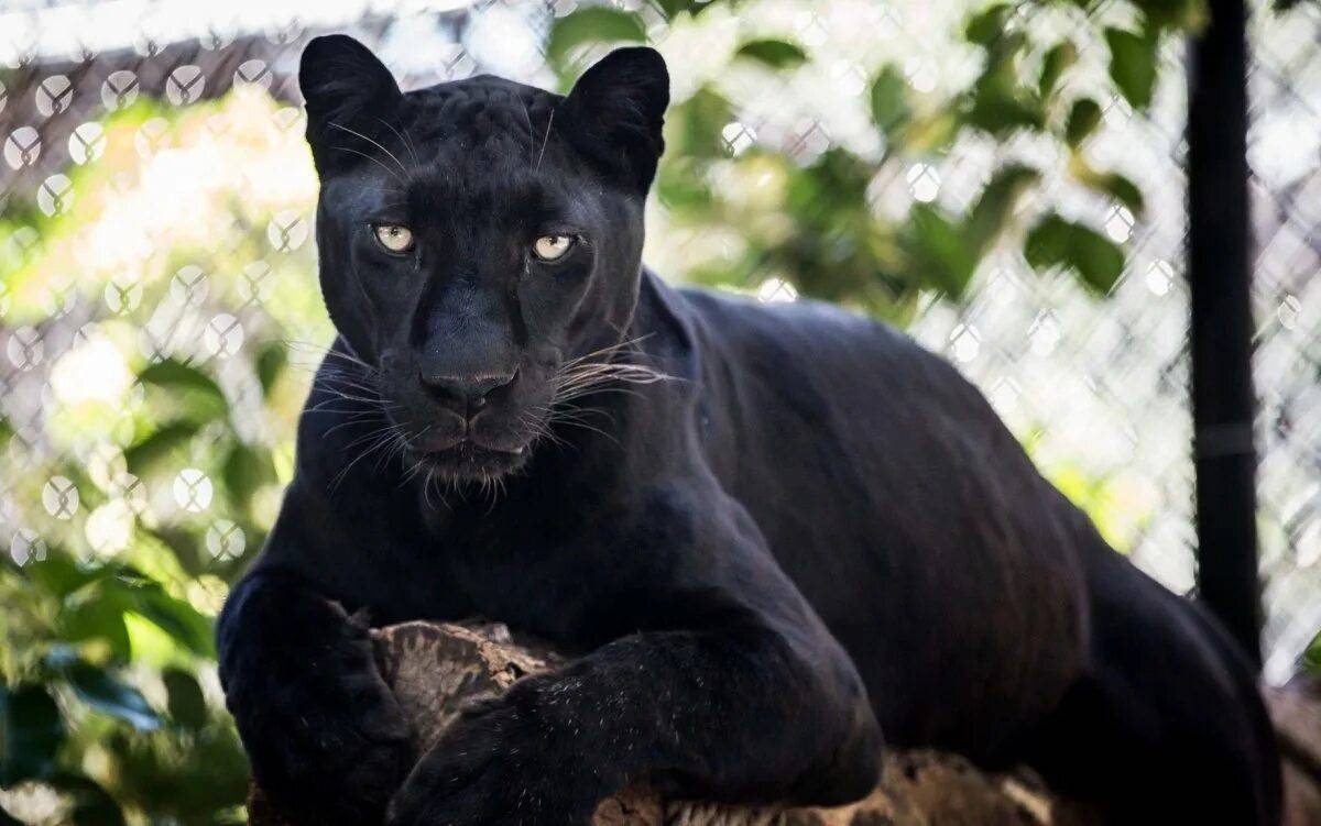 Пантера черная животное #9