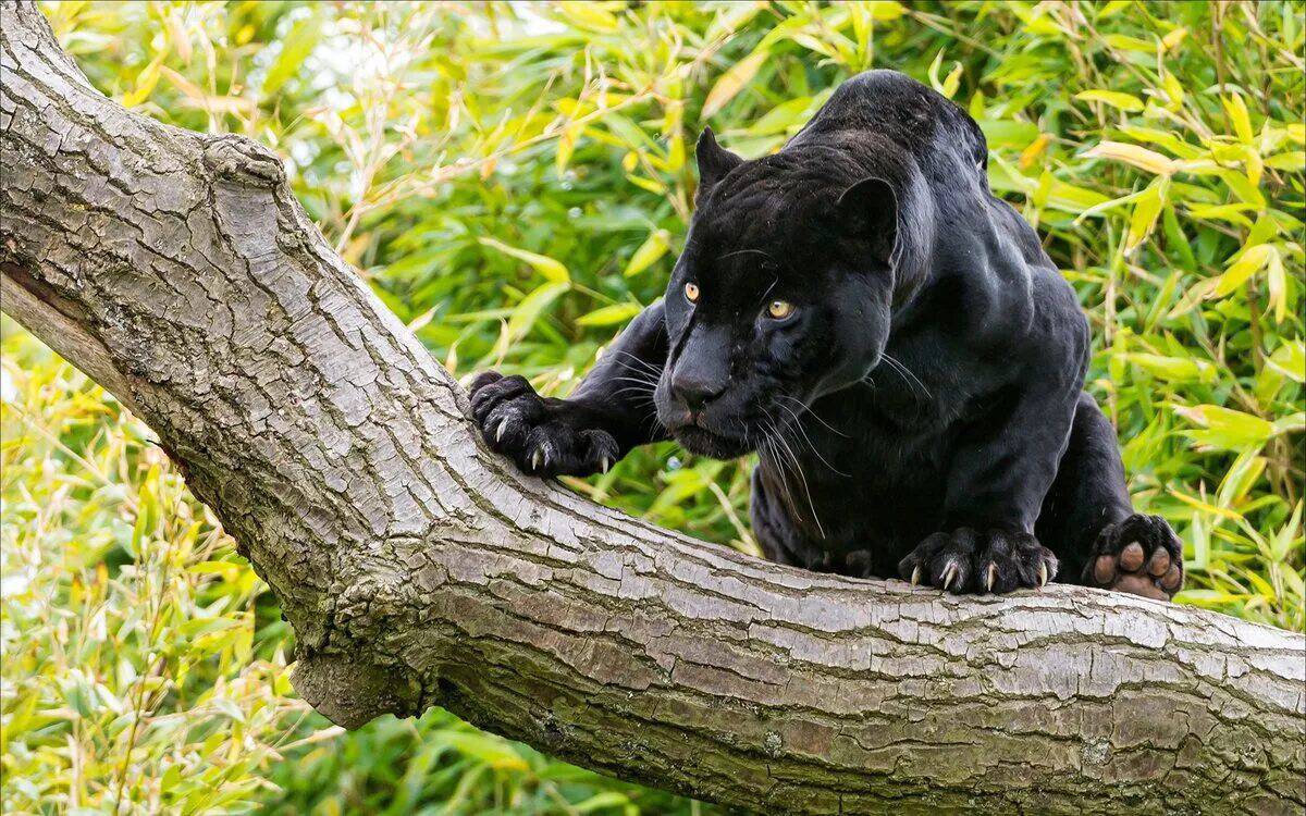 Пантера черная животное #11