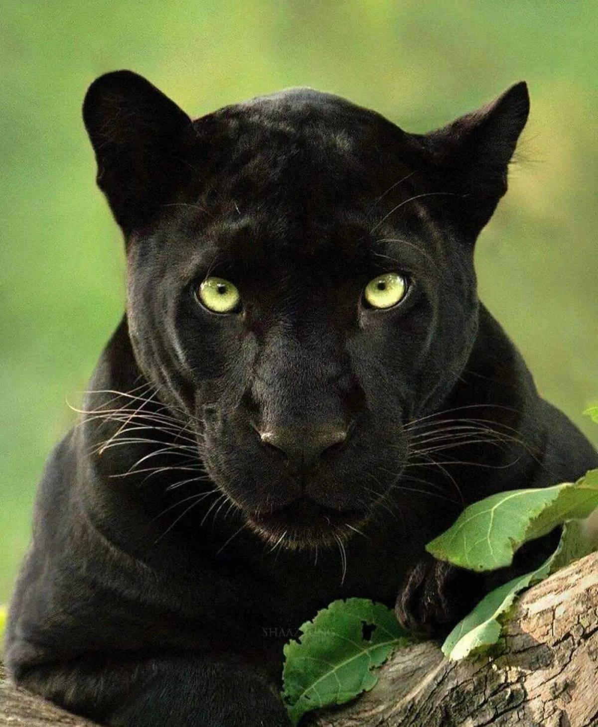 Пантера черная животное #20