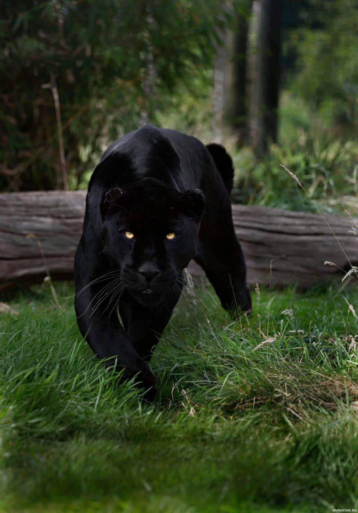 Пантера черная животное #22