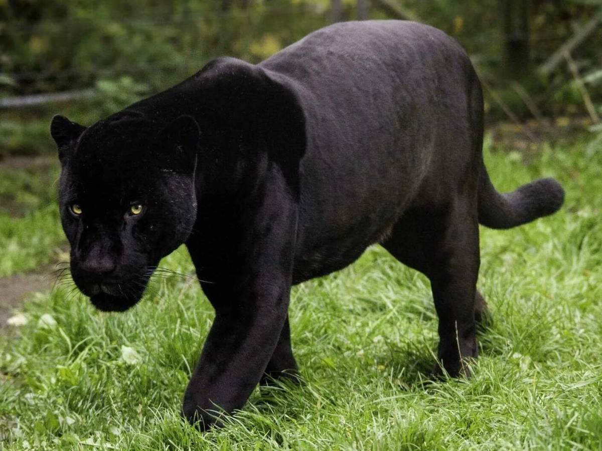 Пантера черная животное #25