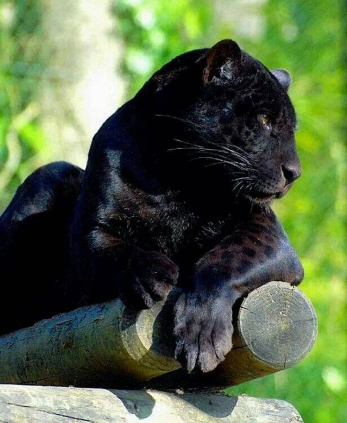 Пантера черная животное #26
