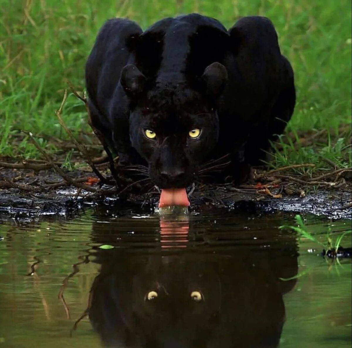 Пантера черная животное #27