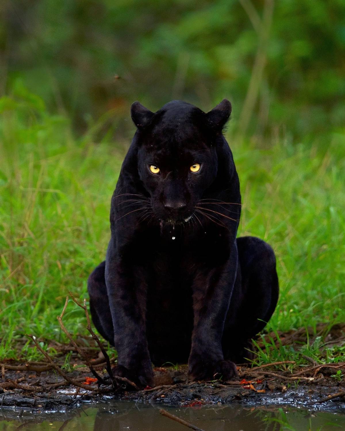 Пантера черная животное #29