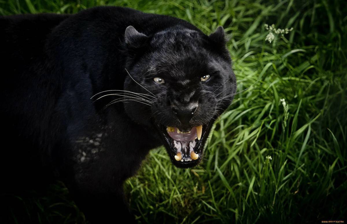 Пантера черная животное #31