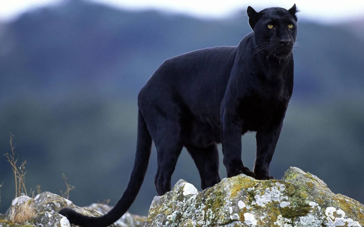 Пантера черная животное #35