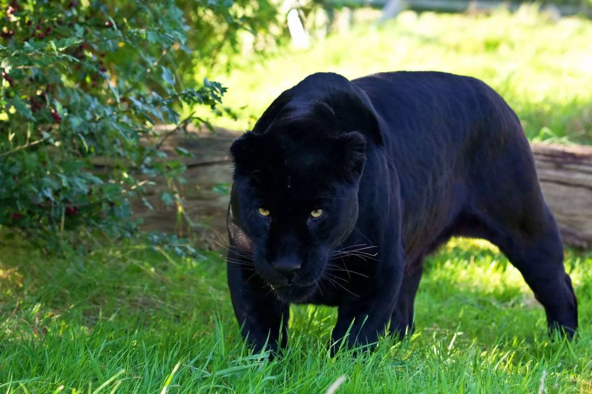 Пантера черная животное #37