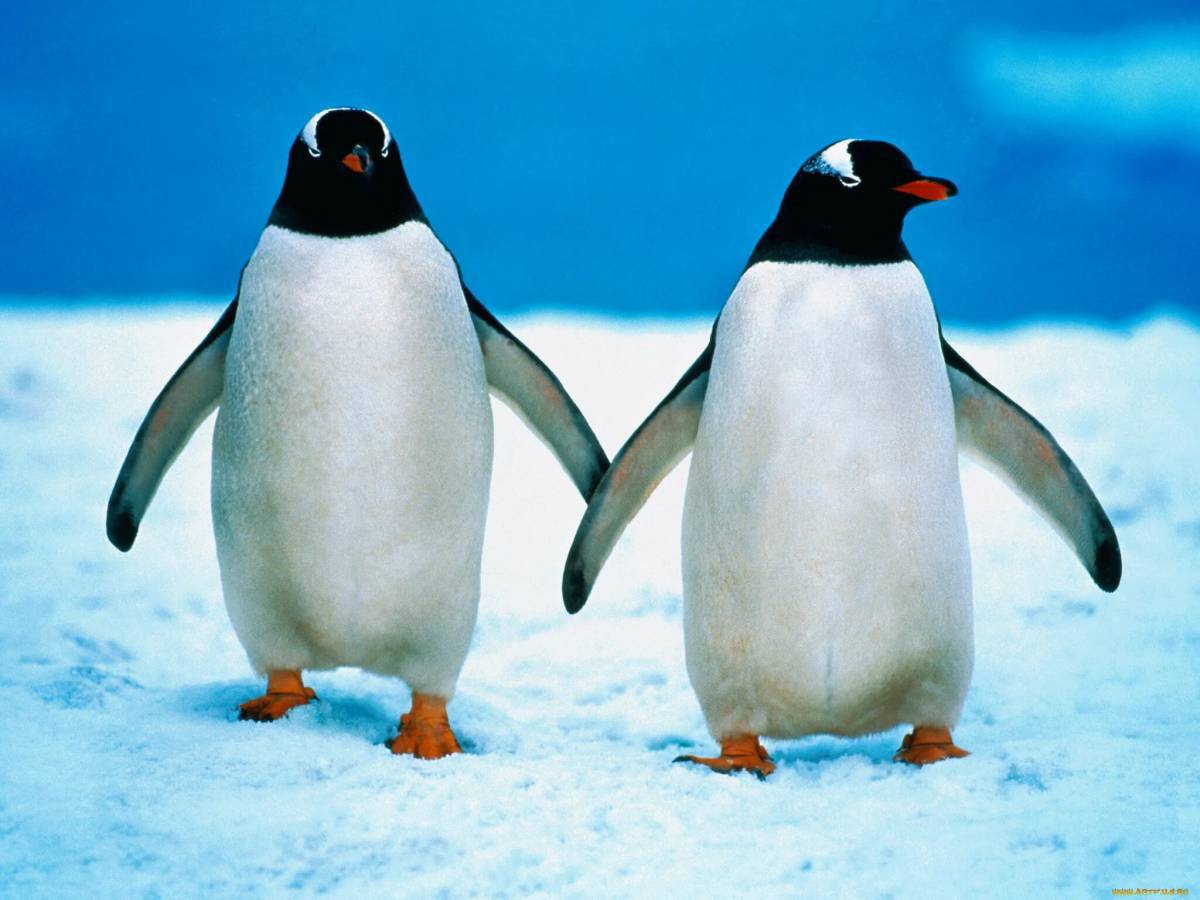 Пингвин на льдине для детей #29