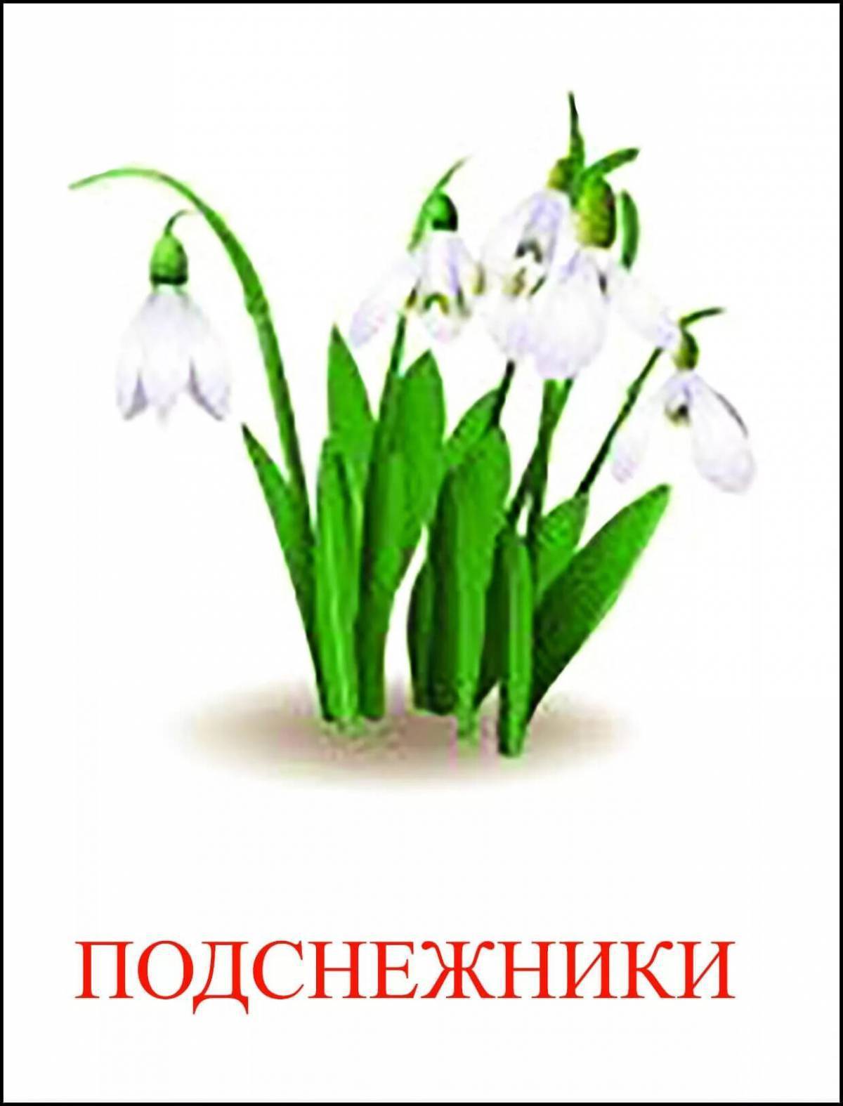 Картинка подснежник для детей на прозрачном фоне