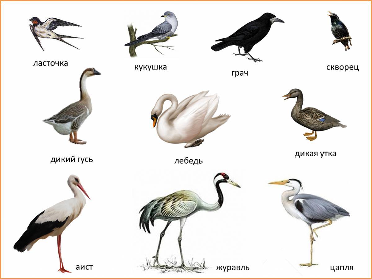 Птицы для детей 6 7 лет с названиями #6