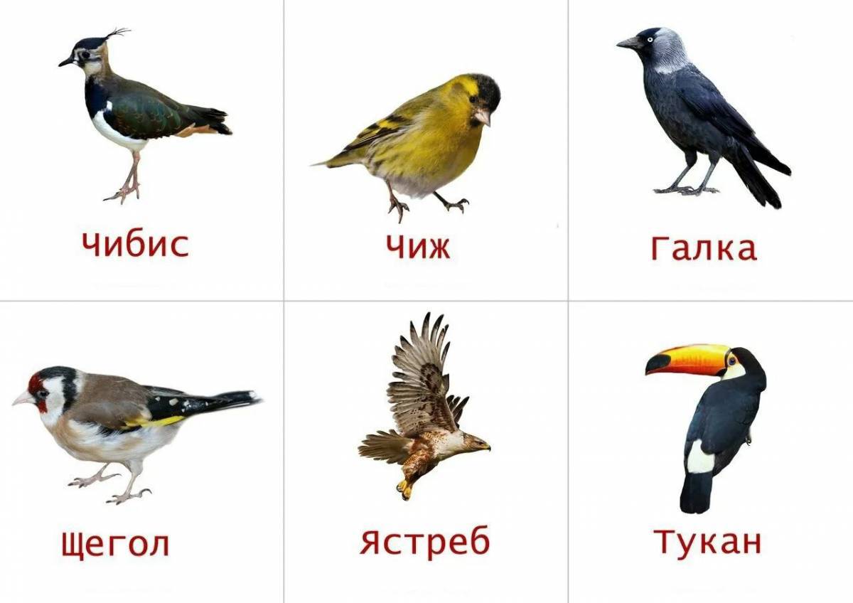 Птицы для детей 6 7 лет с названиями #8