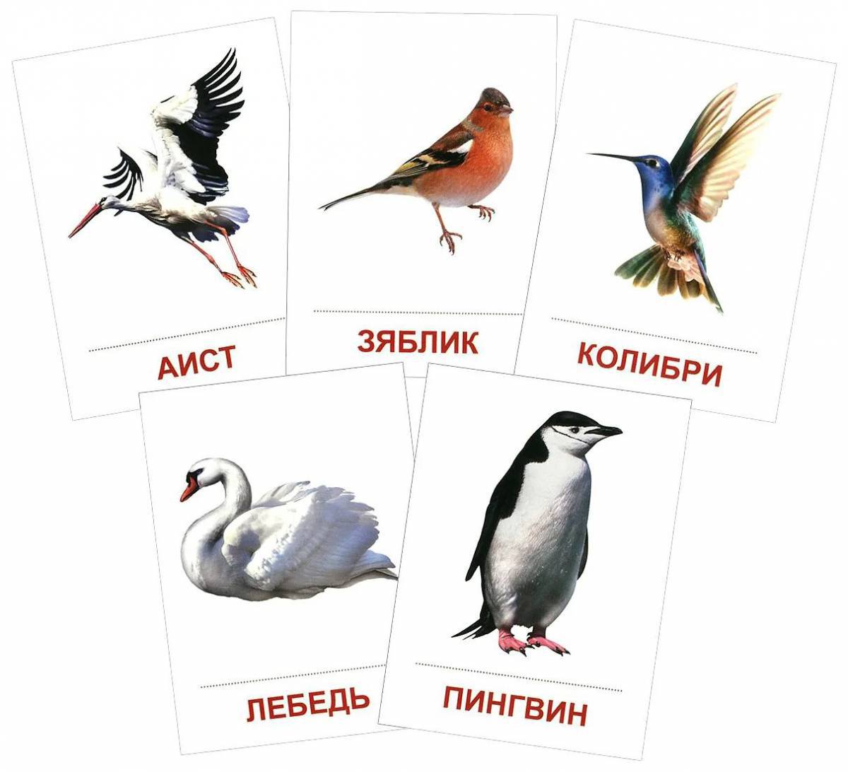 Птицы для детей 6 7 лет с названиями #12