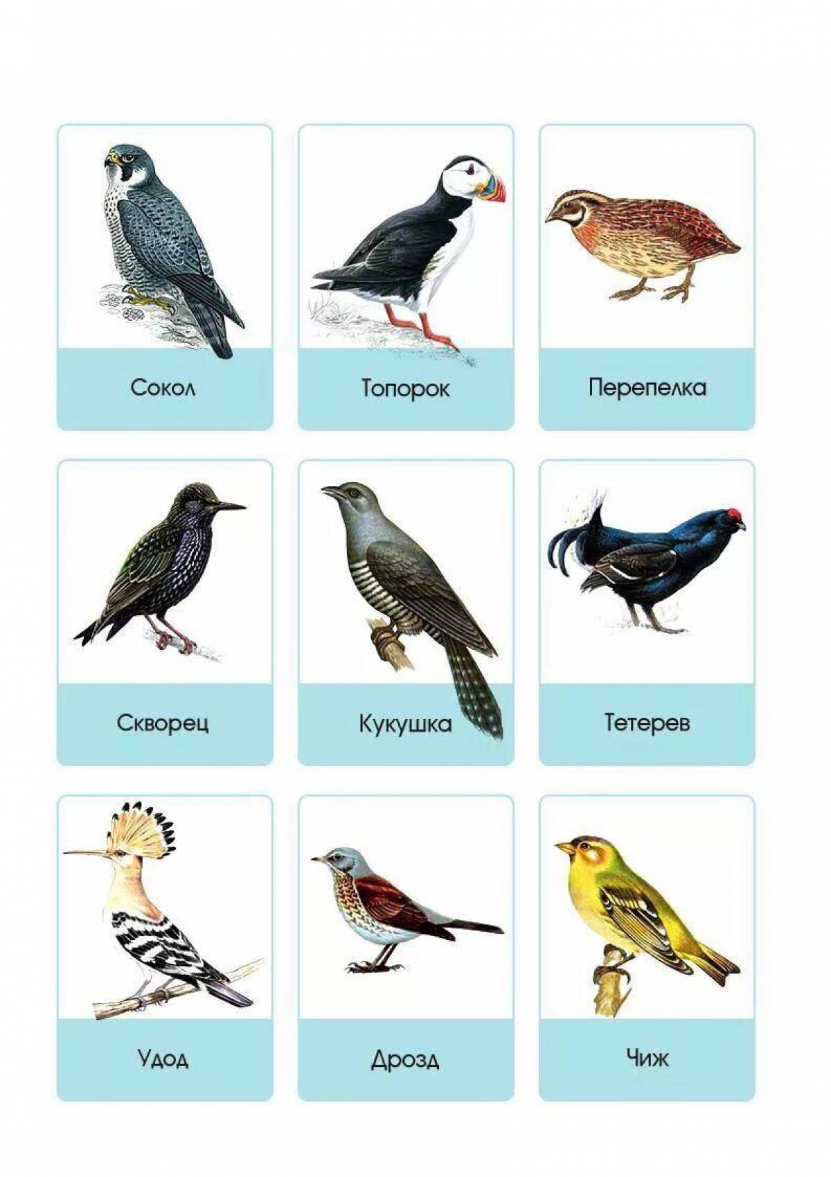 Птицы для детей 6 7 лет с названиями #24