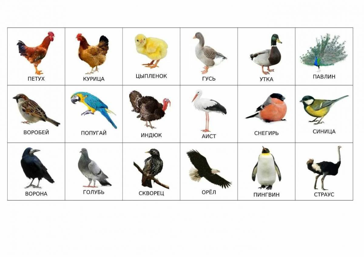 Птицы для детей 6 7 лет с названиями #30