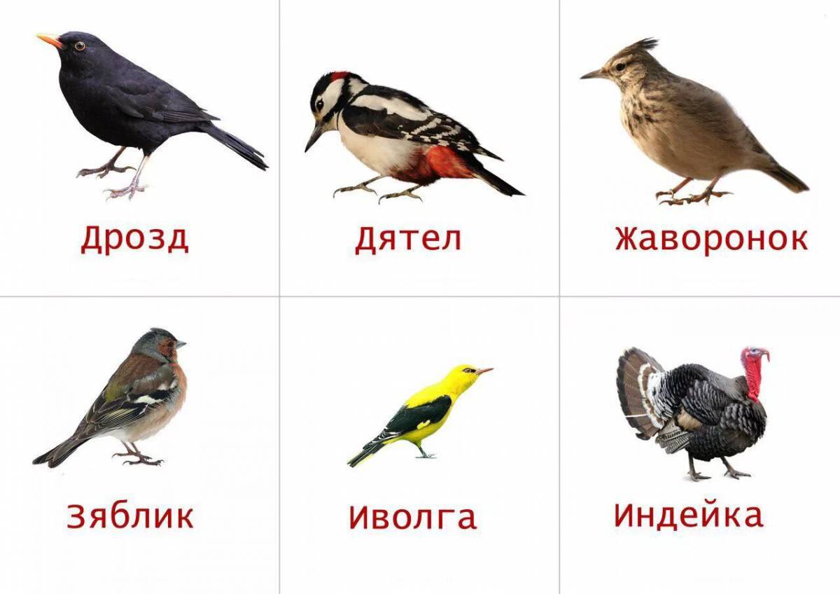 Птицы для детей 6 7 лет с названиями #34