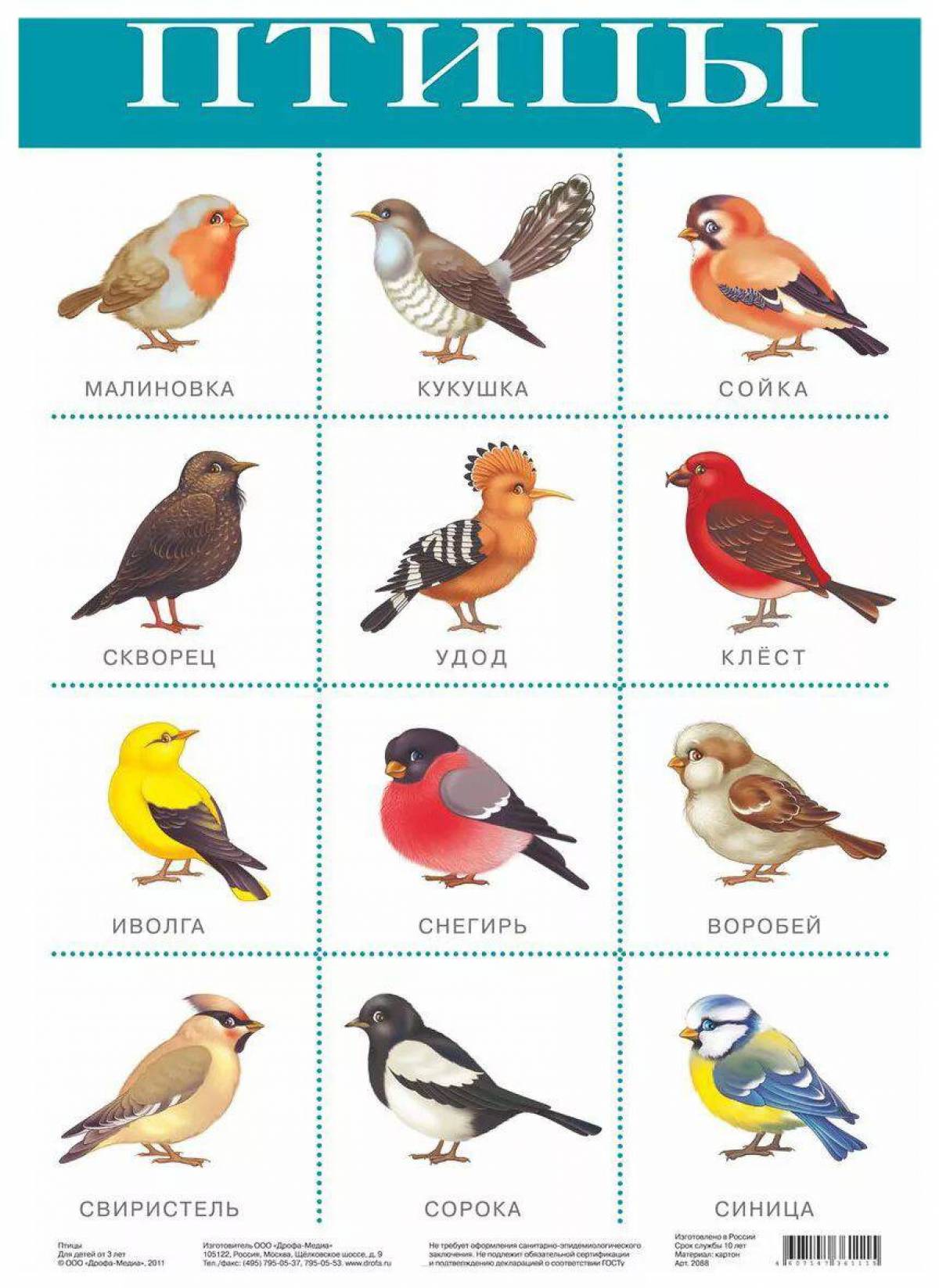 Птицы для детей 6 7 лет с названиями #39