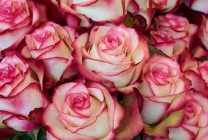 Раскраска розы красивые #12 #478317