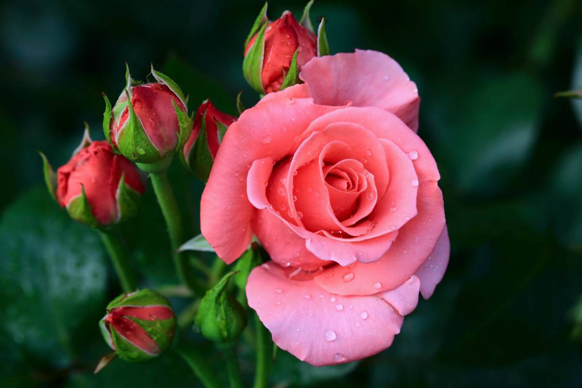 Розы красивые #24