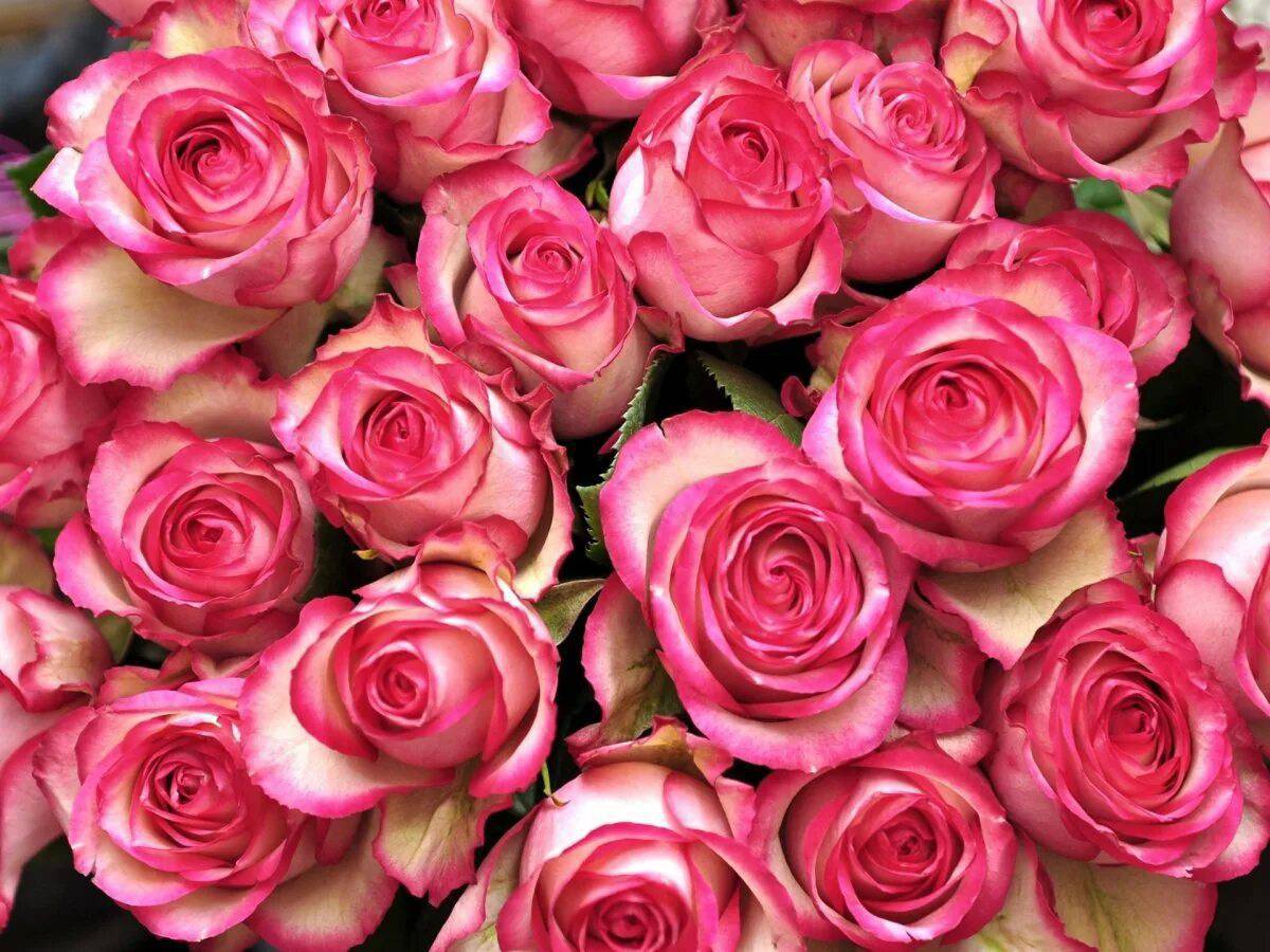 Розы красивые #31