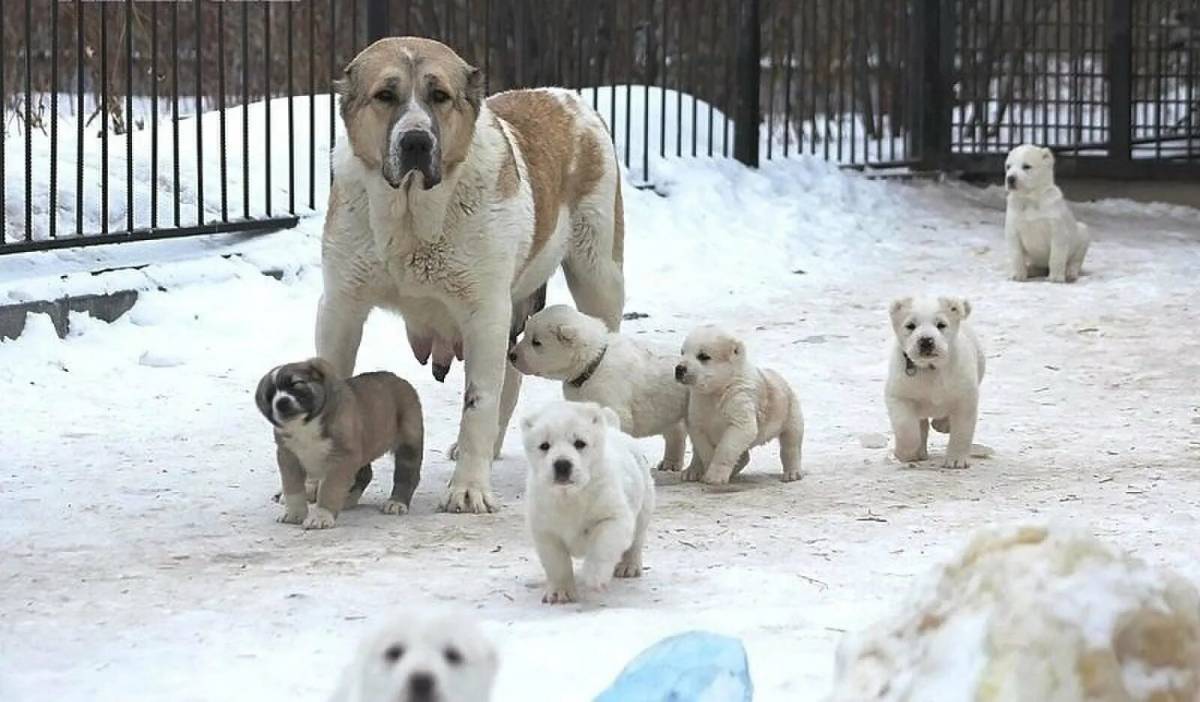 Алабаи взрослые