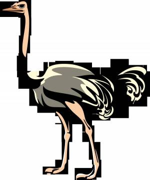 Раскраска страус для детей #6 #512878