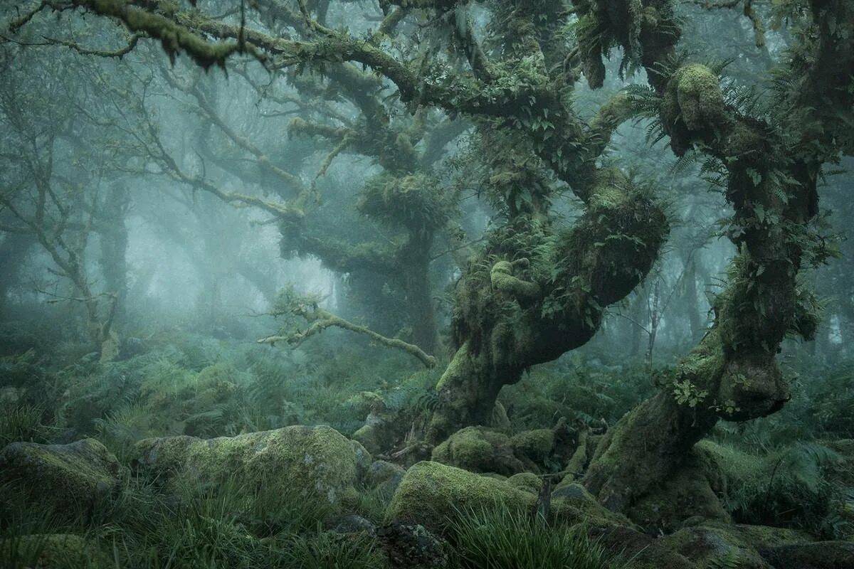 Таинственный лес #5