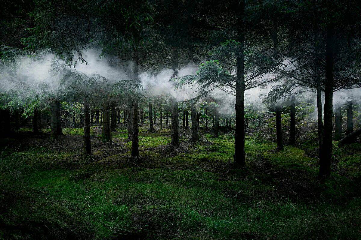 Таинственный лес #10