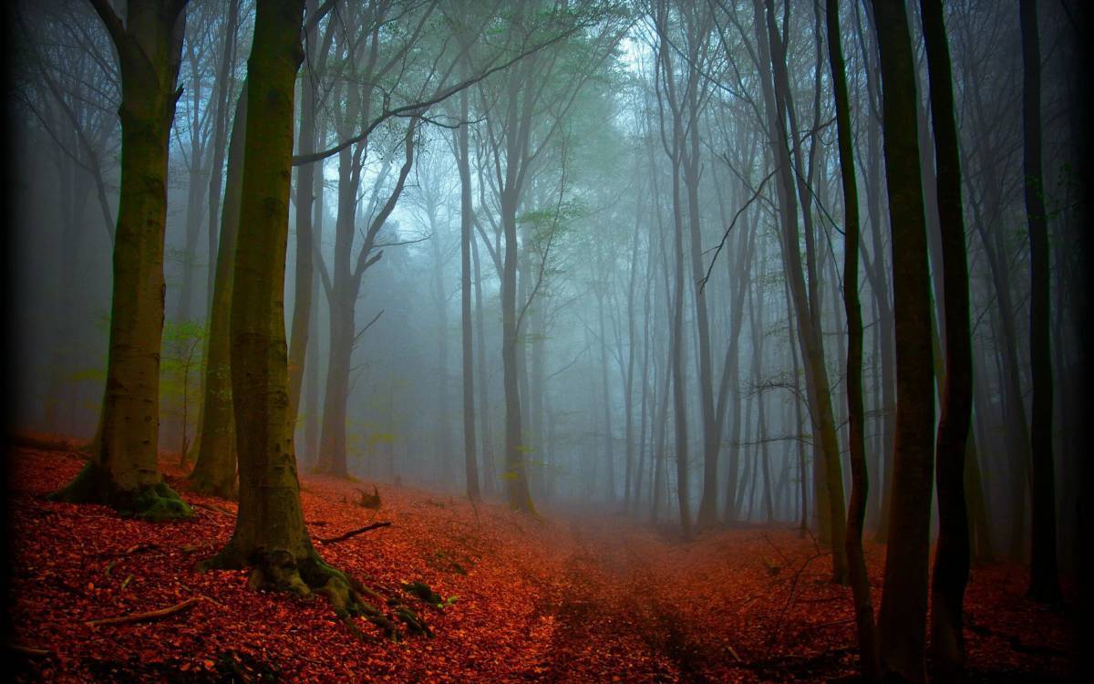 Таинственный лес #32