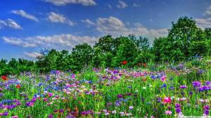 Раскраска цветочная поляна #6 #552941