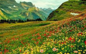 Раскраска цветочная поляна #22 #552957