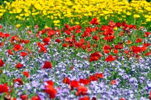 Раскраска цветочная поляна #36 #552971