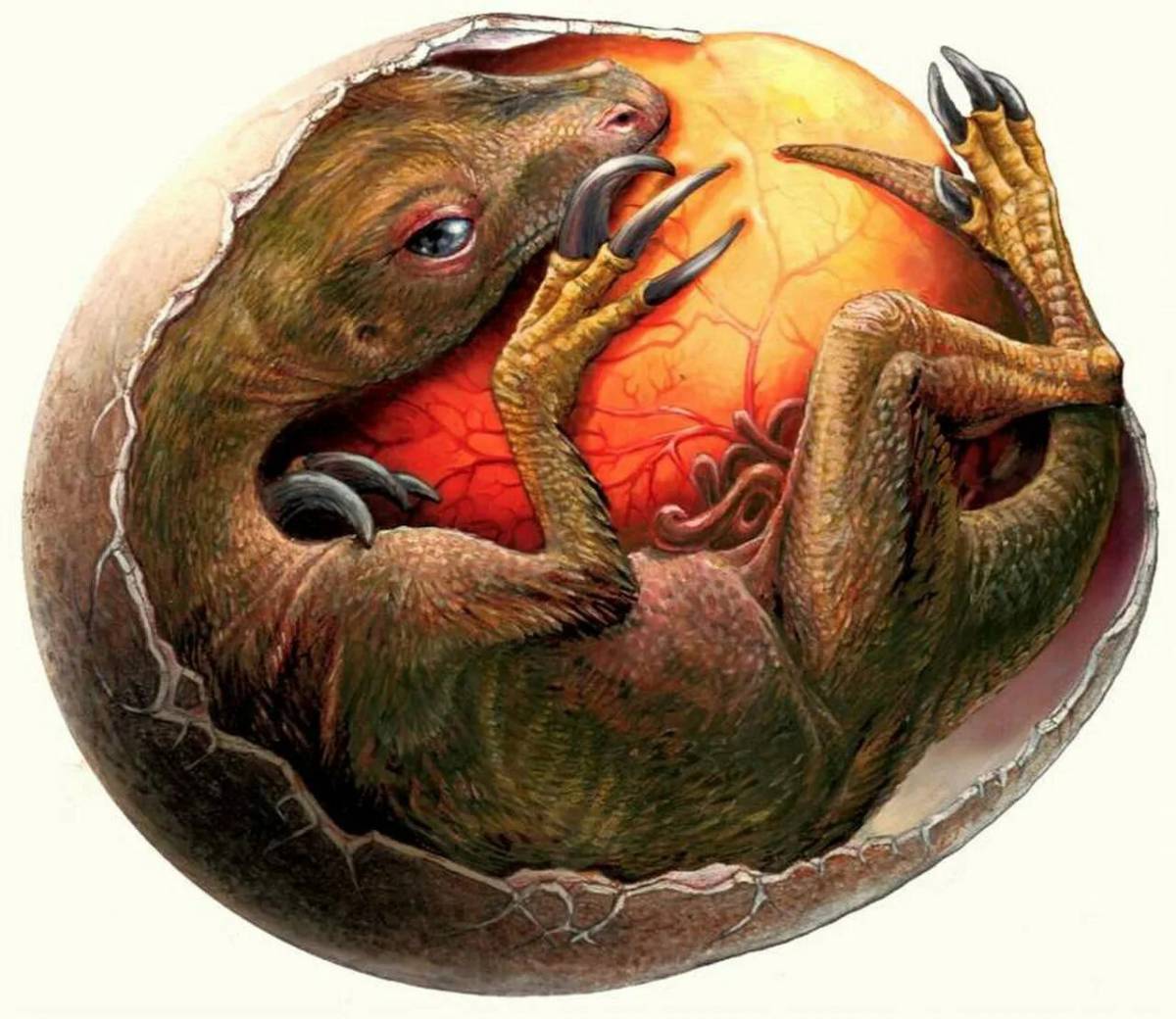 Яйцо динозавра #22