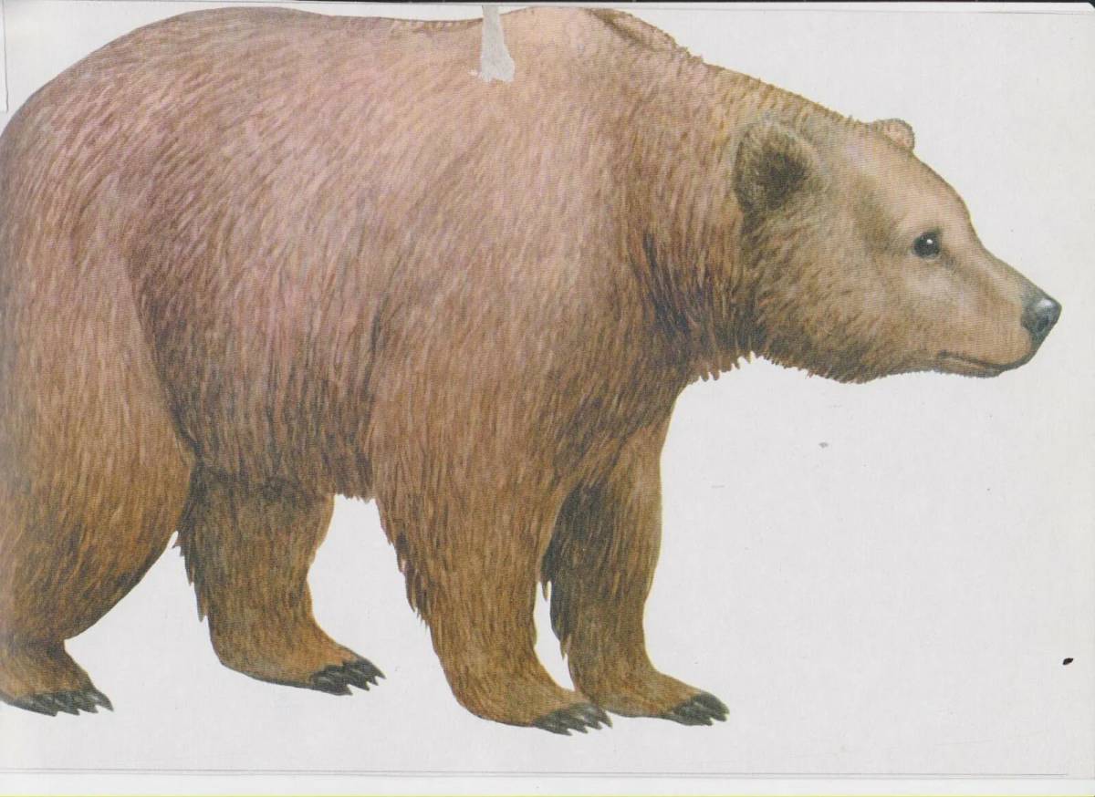 Медведь для детей #12