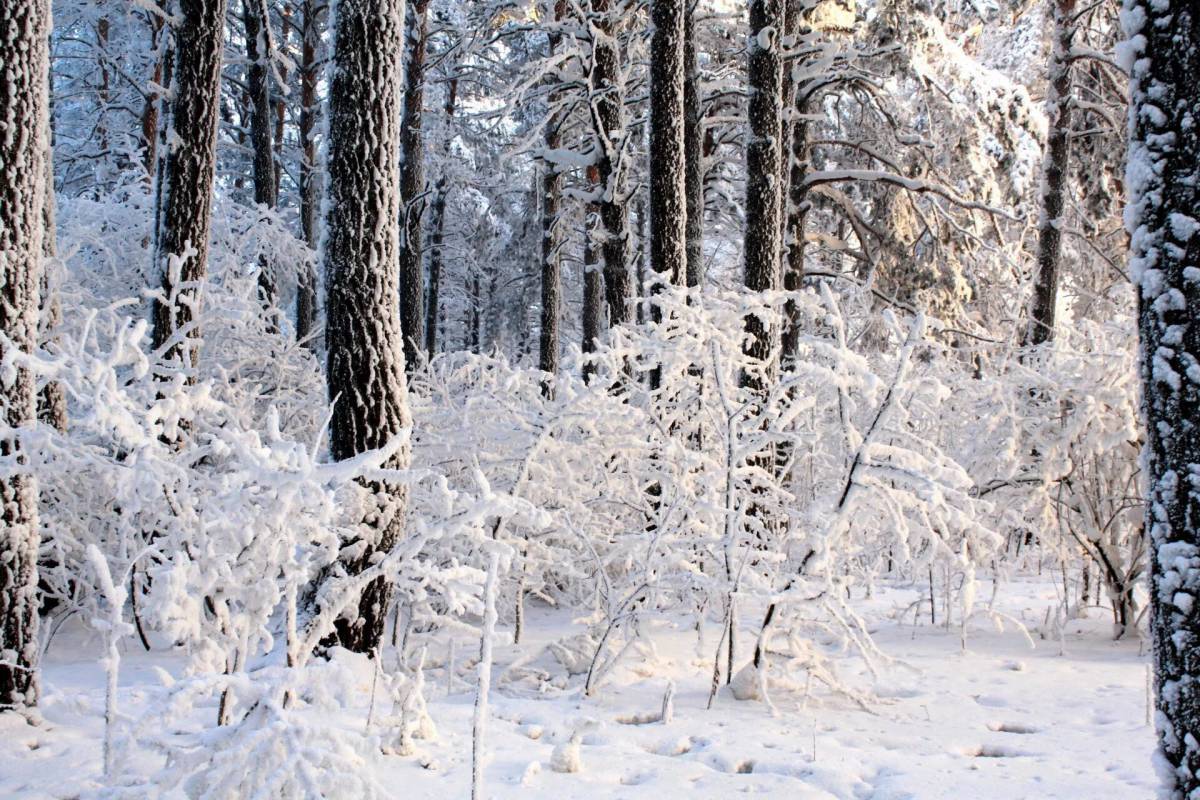 Зимний лес для детей #11