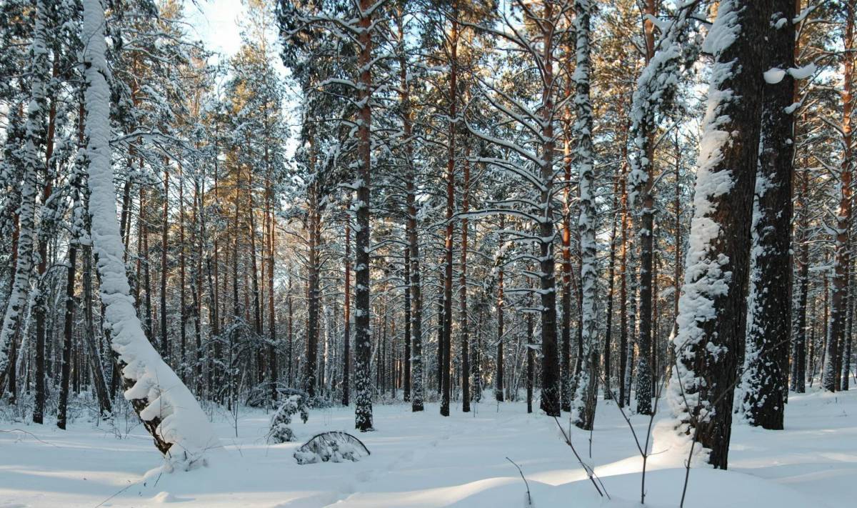 Зимний лес для детей #27