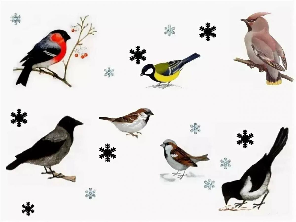 Зимующие птицы для детей #14