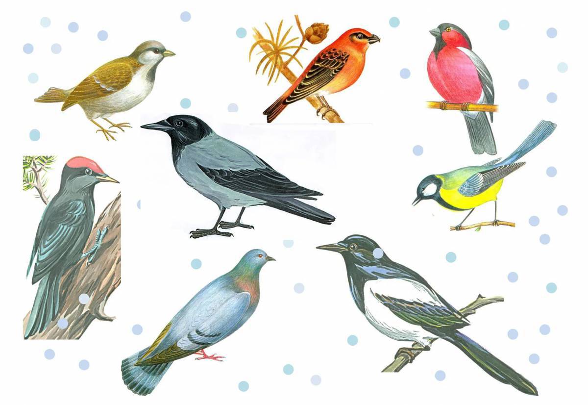 Зимующие птицы для детей #15