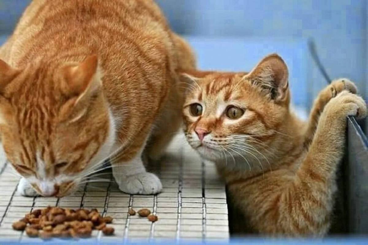 Смешные картинки с котиками