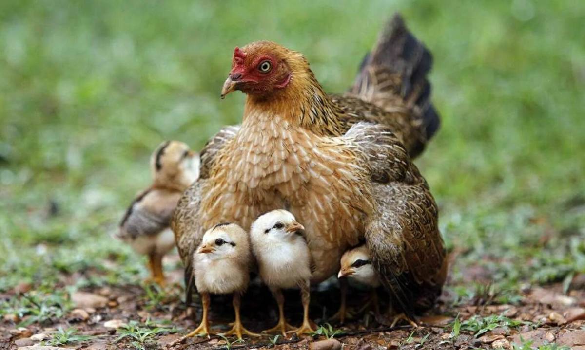 Курица с цыплятами #11
