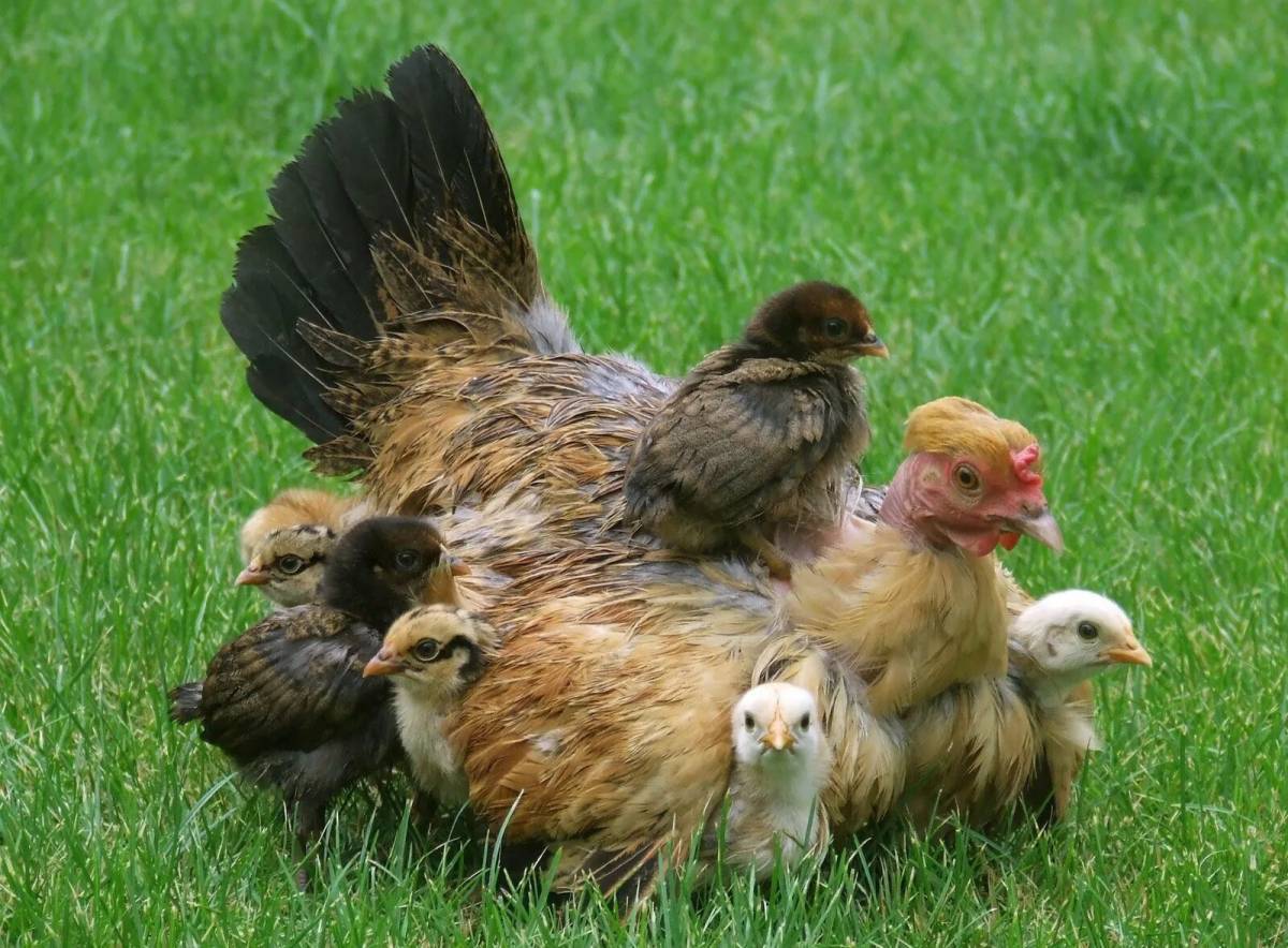 Курица с цыплятами #23